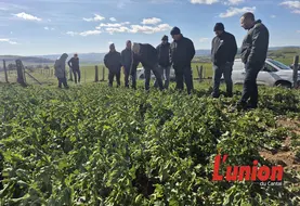 un groupe de personne regarde un plant de colza