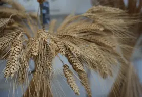 Épis de blé présenté par les chercheurs de l'INRAE.