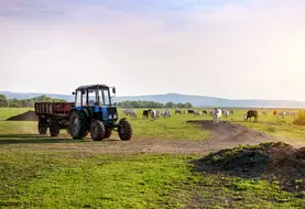 Tracteur et vaches