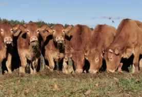 vaches limousines