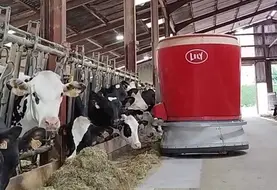 Le robot d'alimentation distribue la ration plusieurs fois par jour contre deux fois auparavant. 