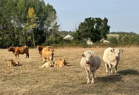 Les troupeaux souffrent actuellement de la canicule.