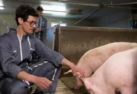 Christophe Delmond avec ses porcs