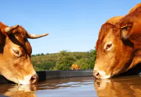 Vaches buvant à l'abreuvoir