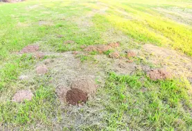 un champ infesté de campagnols