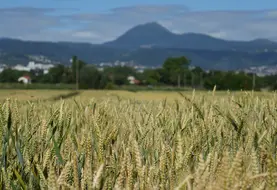 Parcelles d'essai de blé sur le site de l'INRAE Clermont, site de Crouel.