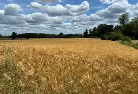 Les fortes chaleurs précoces ont accéléré le cycle des céréales.