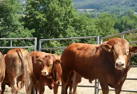 400 animaux sont attendus du 6 au 9 octobre à Cournon d'Auvergne pour le national limousin au Sommet de l'Elevage.