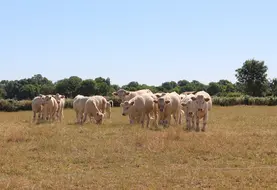 L'intégralité du département du Puy-de-Dôme est désormais concerné par le manque d'herbe. À l'échelle de la France, aucune région n'est épargnée. 