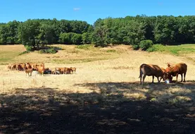 Les bovins sont très sensibles à la chaleur. Dès 20-22°C, ils ont du mal à s’autoréguler. La taille de leurs poumons les handicape, leur capacité pulmonaire étant trois fois inférieure à la nôtre, à poids équivalents ! Au pâturage, les parcelles doivent présenter des zones ombragées. En bâtiment, la ventilation est bénéfique. La nuit, le bâtiment sera ouvert au maximum pour créer des courants d’air pour le rafraichir. En journée, il sera fermé afin de laisser rentrer le moins d...