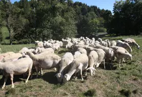 La contamination aux strongles digestifs est directement liée au pâturage.