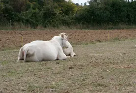 Les fortes chaleurs entrainent une baisse des performances de l'ensemble des animaux d'élevage.