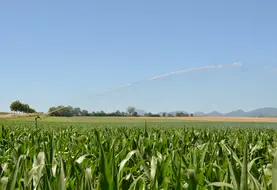 irrigation de maïs dans la plaine de la Limagne