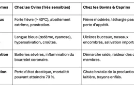 Les symptômes cliniques de la FCO3 chez les ruminants