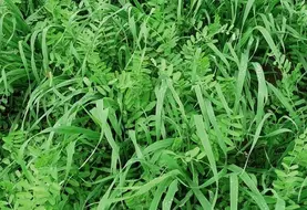 Couvert végétal avoine + vesce