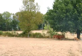 Cinquante ans après celle de 1976, la sécheresse restera dans les annales comme la plus dramatique que la France a connu.