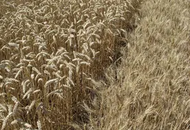 17 variétés de blé étaient à l'essai à Landos.