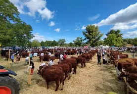 Le concours interdépartemental s'est déroulé à Brassac-les-Mines où 36 élevages ont présenté des animaux. 