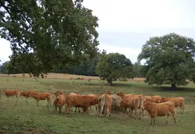 Très présents dans nos régions, les chênes contribuent à la beauté de nos paysages mais on ne doit pas oublier leur potentielle toxicité. Lors d’épisode de sécheresse, la complémentation en fourrage permet de limiter l’impact des glands, par dilution dans la ration, mais si quelques animaux sont repérés en permanence sous les chênes, la seule solution sera de les isoler dans une zone sans glands.