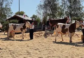 Les Montbéliardes étaient aussi de la partie.