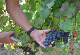 Les vendanges ont débuté le 14 août dans le Puy-de-Dôme, du jamais vu. 