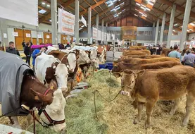 Les Limousines et les Montbéliardes face à face dans le bâtiment du marché de Saugues.