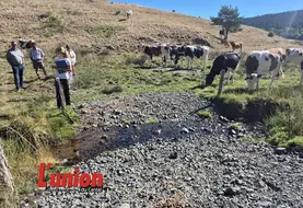 Des personnes face à des vaches.