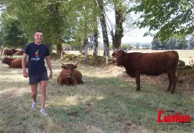 jeune agriculteur qui marche dans une prairie entre des vaches de race salers