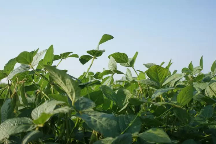Le cours du soja coté à Chicago a connu son plus bas niveau en neuf ans mi-juillet.