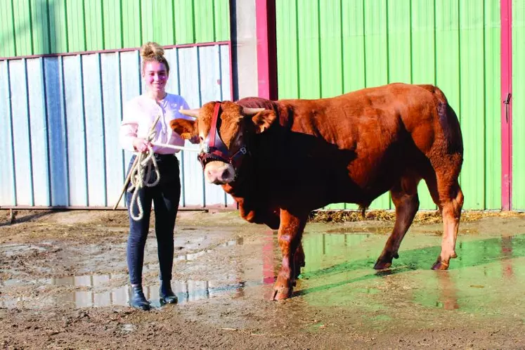 Emma Bouis, aux côtés de « Polo », un veau de 17 mois d'un poids de 800kg, fils d'Isabeau, issu du Gaec Rousset, un mixte viande.