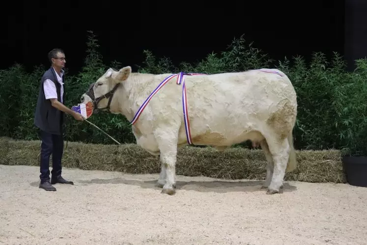 Prix d’honneur vaches adulte pour « Olympiade », appartenant à Denis Corneloup, Avrilly (03).