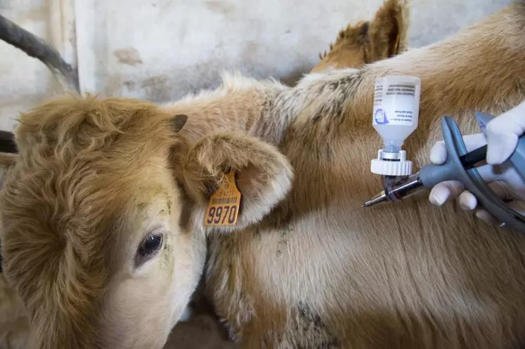 La vaccination précoce des animaux reste la principale mesure de prévention de la FCO