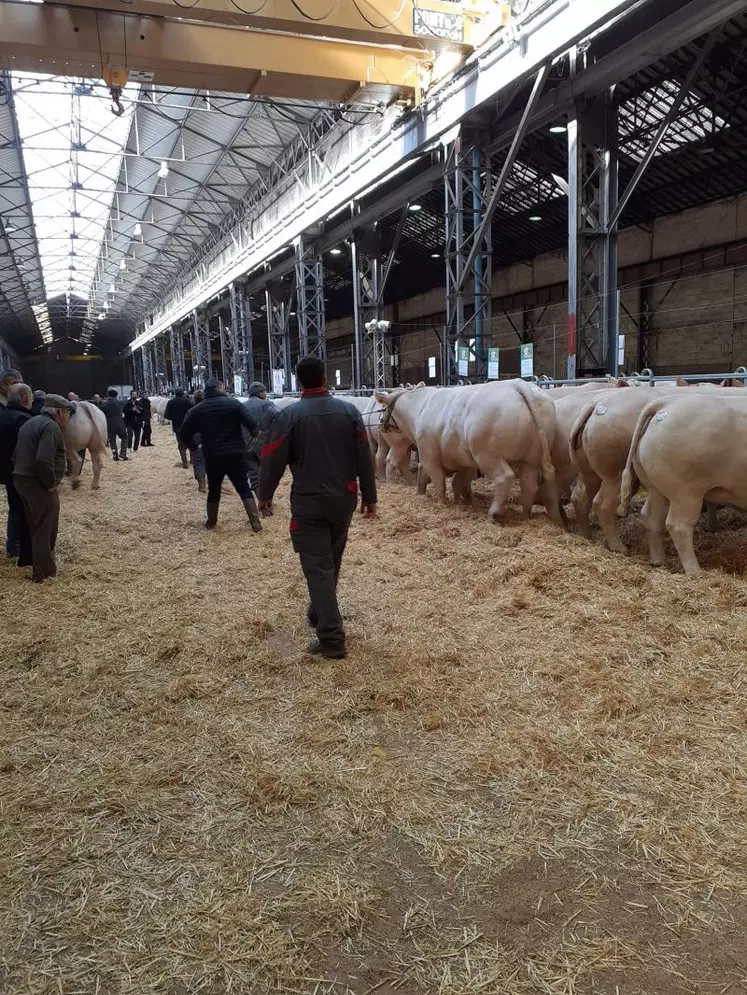 La 59e édition du Concours général agricole de Montluçon a remporté un franc succès auprès des visiteurs, venus nombreux admirer les 130 bêtes présentées par les éleveurs du
bourbonnais.