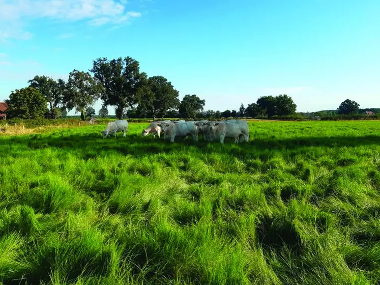 Une parcelle de teff au 24 juillet dernier.