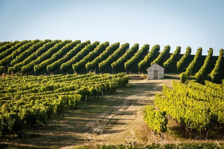 Un paysage traditionnel du vignoble de Saint-Pourçain.