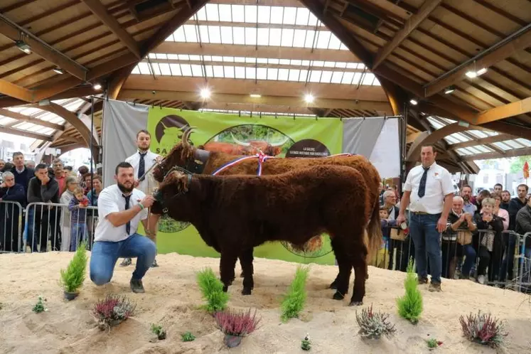 Marylou du Gaec Chavenon devient la nouvelle Championne du National Salers 2022 en Corrèze