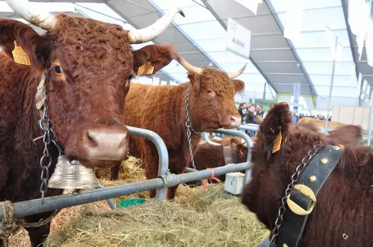 Troisième concours national au Sommet de l’Élevage pour la race salers.