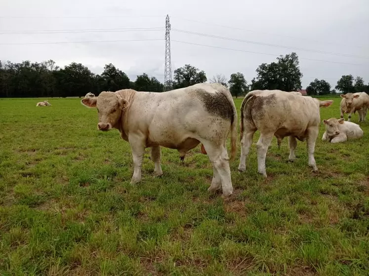 L’EARL de la Motte-Mourgon à Magnet dans l’Allier présentera une trentaine d’animaux à vendre 
âgés de 10 à 11 mois.