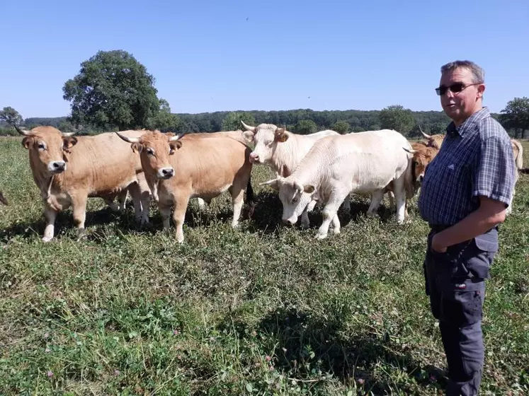 Bœufs en début d’engraissement en septembre dans une prairie de trèfle & fétuque élevée et 1.2Kg de méteil + 0.3 Kg d’épeautre /jour.