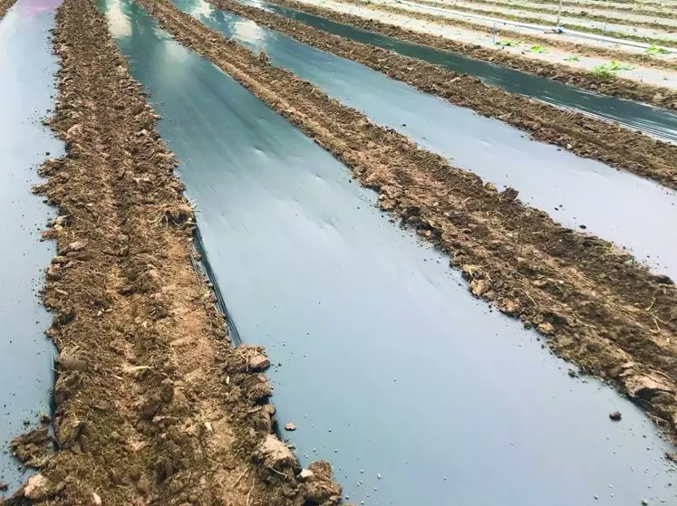 Sous forme de granulés, et mélangé au PLA, l’additif produit par Carbiolice permettra aux emballages et autres films de paillage de se biodégrader aussi vite qu’un trognon de pomme.