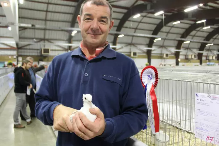 Prix du Président de la République : pigeon cravaté oriental ancien satinette brun maillé blanc à Stéphane Mabic.