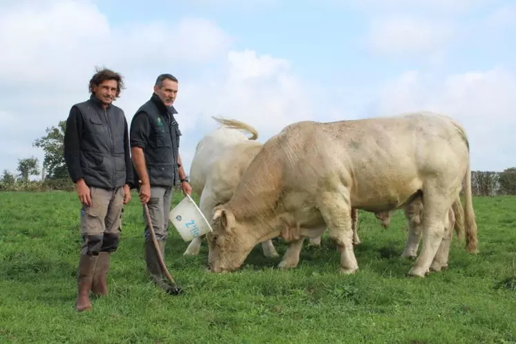 Christophe et Jean-Philippe Méloux aux côtés du taureau acquis lors de la vente aux enchères de Montmarault en 2021.