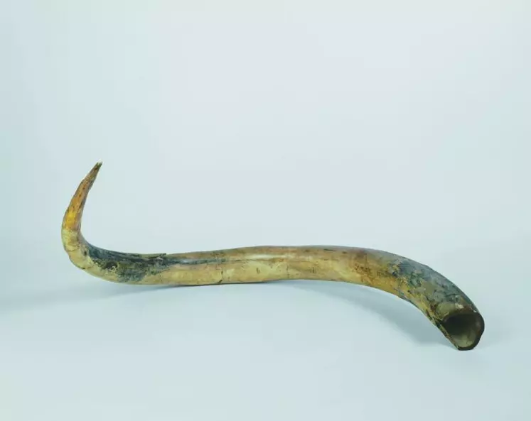 Défense de mammouth de plus d'un mètre découverte à Chatelperron.