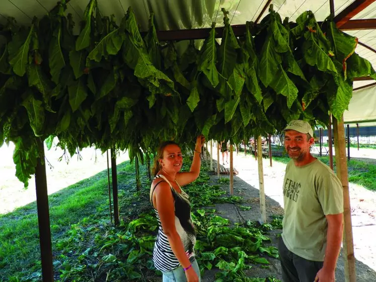 Thomas Pannetier et Stéphanie Seguin devant une rangée de tabac Brun. Variété rustique, le Brun demande peu d’eau. Il possède une haute teneur en nicotine. Son stockage et séchage sont simplifiés.