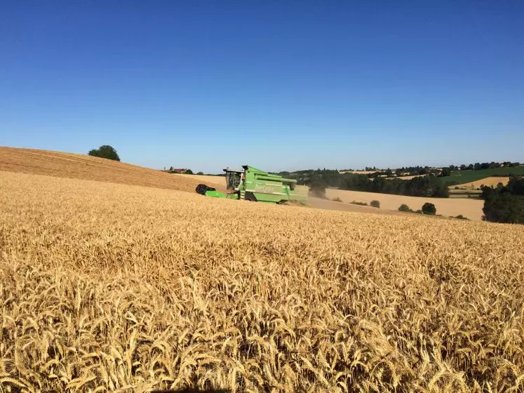 Les moyennes de rendement de blé sur trois ans ont tendance à plafonner.