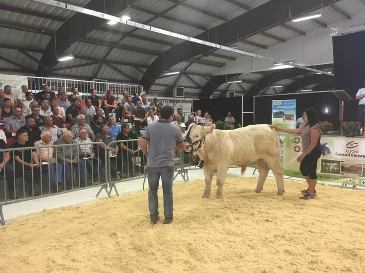 Salle comble. Quelque 500 personnes étaient présentes au Parc des Expositions de Moulins, parmi lesquelles de nombreux acheteurs potentiels venus de toute la France. Ci-dessus, une des plus belles ventes de la journée, un veau du Gaec bourbonnais Audinat.