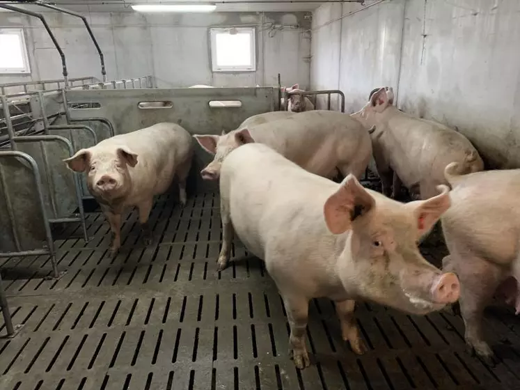 Pour le moment, dans la région, les effectifs de porcs se maintiennent.
