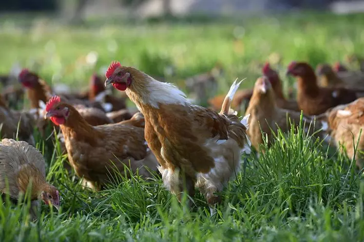 Les ventes de volailles fermières d’Auvergne ont progressé de 2,4% en 2021.