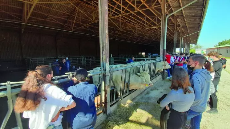 Une démonstration d’utilisation d’un pelvimétre a eu lieu devant de nombreux élèves du lycée agricole par l’équipe d’Alsoni Conseil Elevage.