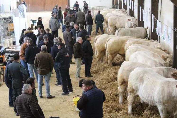 Acheteurs et vendeurs ont échangé sur les qualités des animaux présentés.